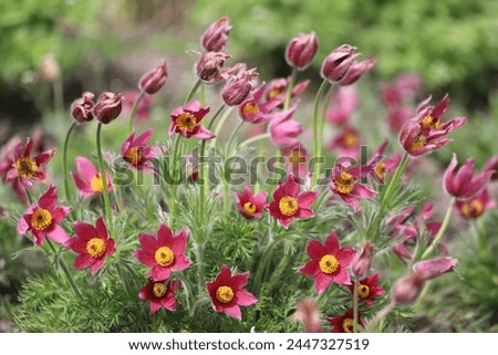 Pasque flower, beautiful spring flowers, Pulsatilla vulgaris. Royalty-Free Stock Photo #2447327519