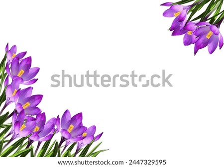 Purple crocus flowers and leaves in a spring corner arrangements isolated on white background