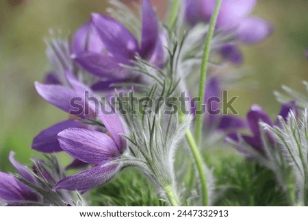 Pasque flower, beautiful spring flowers, Pulsatilla vulgaris. Royalty-Free Stock Photo #2447332913