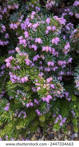 Lilac pink heather. Ericacious plant, pink mountainheath, Pink Heather, Erica (Heather family), Tiny Mountain Heather blossom, blooming Erica mediterranea
 Royalty-Free Stock Photo #2447334663