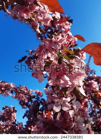 The photo shows a cherry blossom tree in full bloom. The tree is covered in delicate pink flowers, which are set against a backdrop of green leaves. The sun is shining brightly, and the sky is a clear