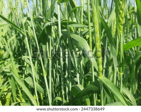 Wheat Crop Green field nature background
