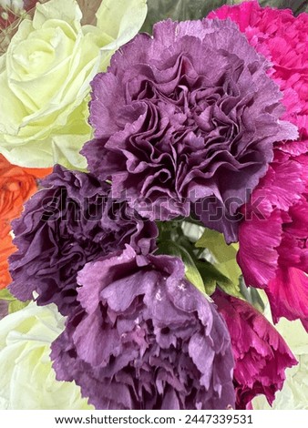 Beautiful image of peony flowers in different colours