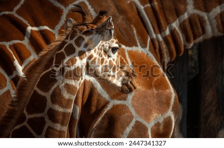 Young giraffe foal standing in front of its mother giraffe. Only the head of the foal is visible. The mother giraffe fills the entire background.