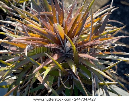 A view of a potted red-leafed dyckia succulent plant, on display at a local nursery.