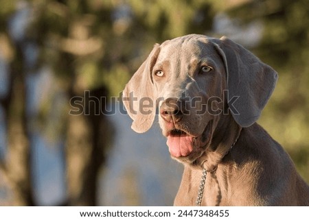 
Head portrait of a beautiful weimaraner hound. A young, beautiful, silver blue gray Weimaraner purebred dog portrait. Outdoor head portrait of purebred young Weimaraner in a park.