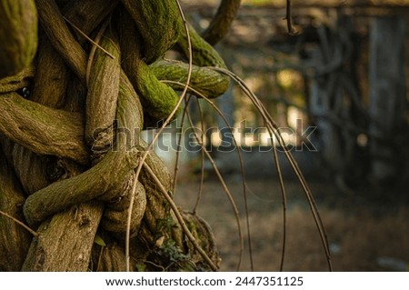 tree with many twisted, intertwined and trampled branches Royalty-Free Stock Photo #2447351125