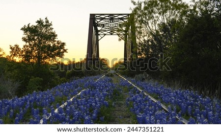 Bluebonnets on railroad tracks in Texas, USA