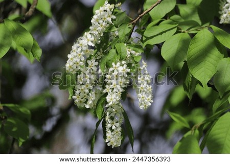 Prunus padus, known as bird cherry, hackberry, hagberry. Royalty-Free Stock Photo #2447356393