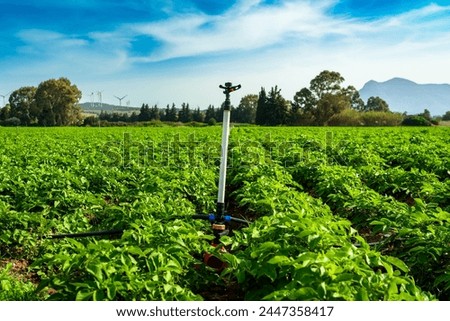 Water irrigation system is not working in agricultural potato field and plants are growing, sunny day and blue sky, fresh landscape at countryside in europe Royalty-Free Stock Photo #2447358417