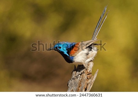 Purple-backed Fairywren - Malurus assimilis bird native to Australia, brightly coloured breeding male has chestnut shoulders and azure crown and females and juveniles have grey-brown plumage.