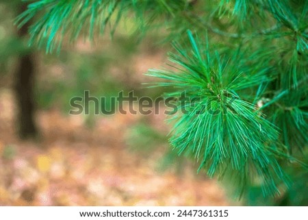 Green fir branch, beautiful natural picture