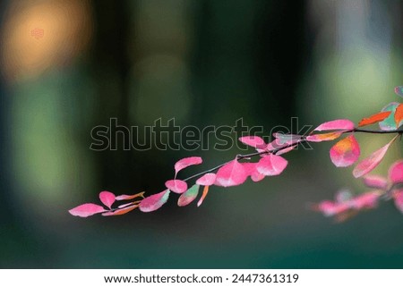 A branch of a tree with autumn leaves, beautiful natural picture