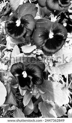 Black and white photograph with pansies 