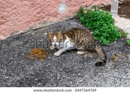 A stray cat is eating cat food in a park, close up, outdoor photography	