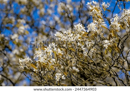 Selective focus shrub of wild white flowers in the wood, Amelanchier lamarckii also called juneberry, Serviceberry or shadbush is a large deciduous flowering shrub or small tree in the family Rosaceae
