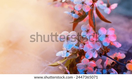 spring wallpaper with blooming white cherry . Colorful backlight and sunlight. Copy space