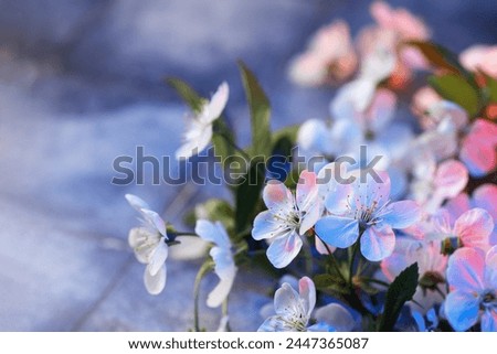 branch of a blooming white cherry on a blue table. Spring Wallpaper
