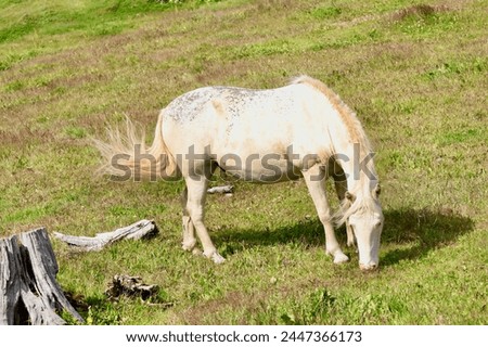 White wild horse in the field in Argentina