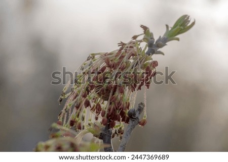 Spring young shoots of ash-leaved maple. Spring in the city. Trees at the start of the spring growing race.   Royalty-Free Stock Photo #2447369689