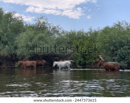 Salt River wild feral horses in Arizona's Phoenix Valley east of Mesa, AZ. Free animals that roam the waterways with greenery in the desert along a river oasis. Picture taken while tubing on a hot day