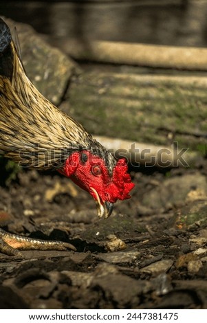 close up of a rooster eating his food