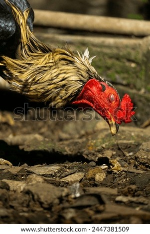 close up of a rooster eating his food