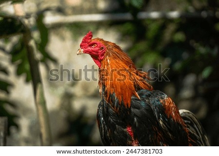 Close up of contrast colored rooster