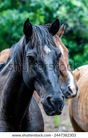 A picture of two beautiful black and brown horses with a beautiful green background.