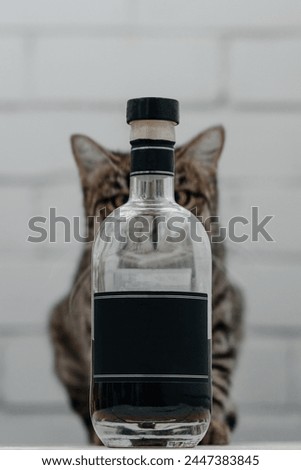 cat looks at camera and hides behind half-empty bottle of alcohol