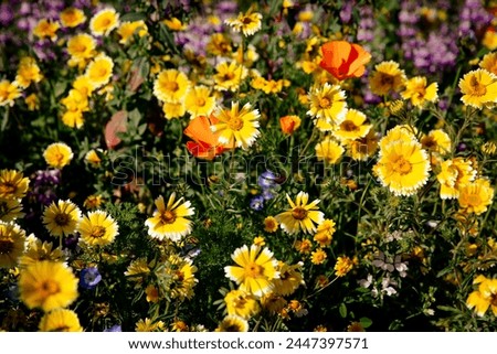 Closeup of wild yellow flowers on a meadow or in a garden on a sunny day, with some California poppies n the mix