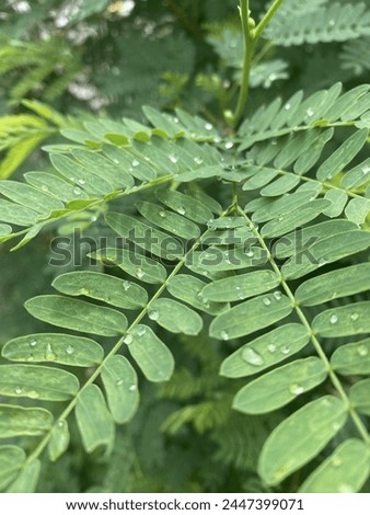 Chinese petai leaves after rain with raindrop portrait picture, blur background