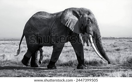 Black and white picture of an elephant with huge tusks