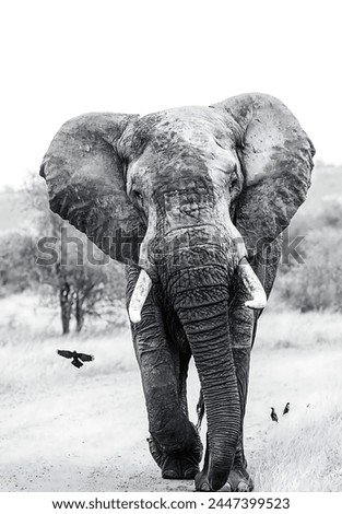 Black and white picture of an elephant with huge tusks