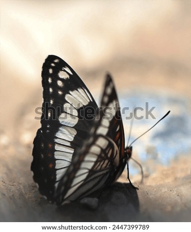 Beautiful black and white butterfly perched on ground next to modern blue water source.  Creatively captured soft photo of whimsical nature scene.  