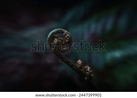A young, curled fern frond in the foreground contrasts with a blurred, mature leaves in the background, creating a moody, forest ambiance with dark, shadowy colors. Royalty-Free Stock Photo #2447399901