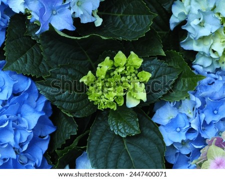 Green flowers in the center, blue flowers in the corners of the picture
