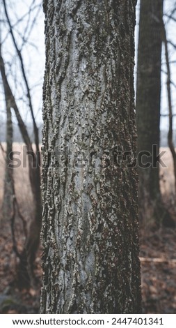 Hackberry Tree Bark Spring Time  Royalty-Free Stock Photo #2447401341