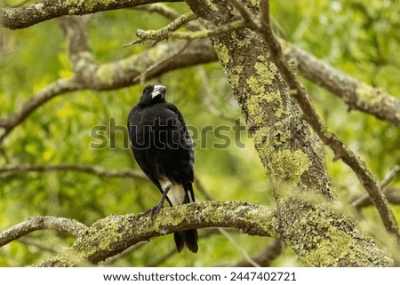
The Australian Magpie (Gymnorhina tibicen) is a large black-and-white bird with a long, pale bill featuring a dark tip, adding to its striking appearance and distinctive characteristics.