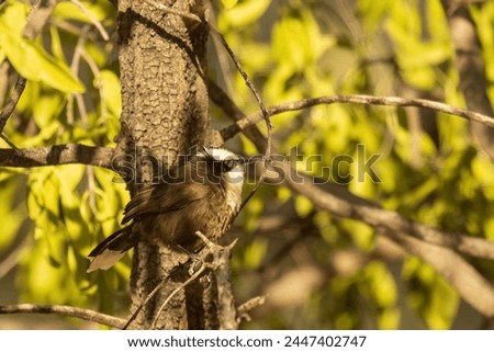 The Hall's Babbler (Pomatostomus halli) is a medium-sized bird characterized by its distinctive brown plumage and melodious calls, often found foraging in groups in the arid regions of Australia.