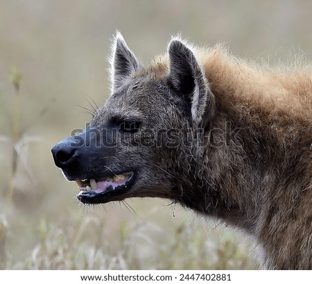 Image of a hyena looking to the left