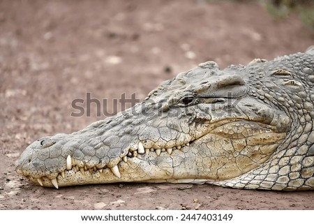 Picture of a beautiful crocodile lying on the ground