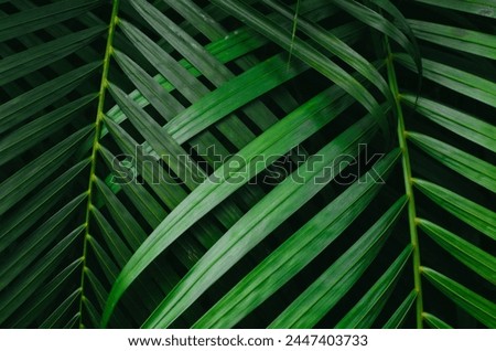 Tropical palm leaves background. Forest plant for nature wallpaper.