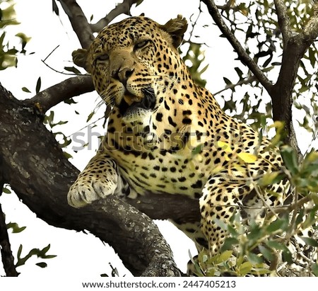 A beautiful picture of a spotted leopard sitting on a tree