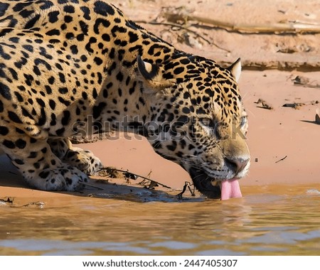 Picture of a spotted leopard drinking water from a lake