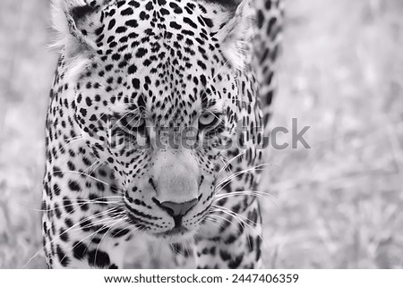 A black and white picture of a spotted leopard looking in front of it with a sharp and terrifying look