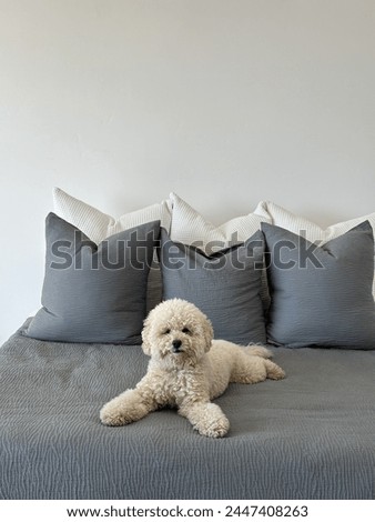 mini golden doodle posing on a bed