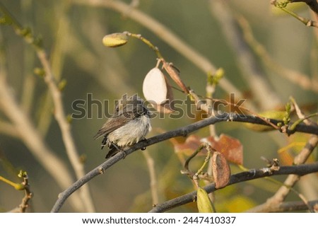 Close up picture of Purple sunbird. Purple sunbird photography. Wildlife photographer. Birds photography. Indian birds photography.