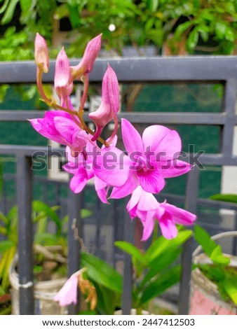 a picture of beautiful orchid flower in the garden