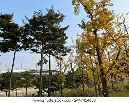 seoul forest AUTUMN fall green sky nature Royalty-Free Stock Photo #2447414633